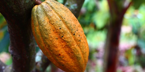 02/11/18  Cte-d'Ivoire : les dchets de cacao convertis en lectricit